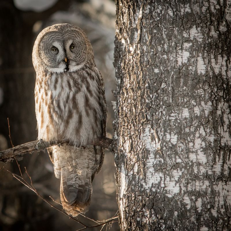 бородатая неясыть Бородатая неясытьphoto preview