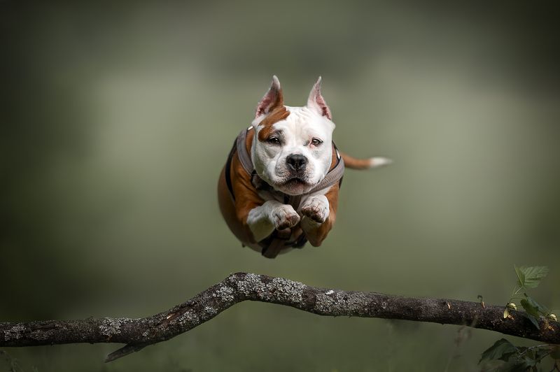 Домашние животные Собаки Движение В полётеphoto preview