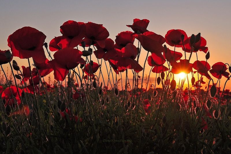 Маки, маки,красные маки...photo preview