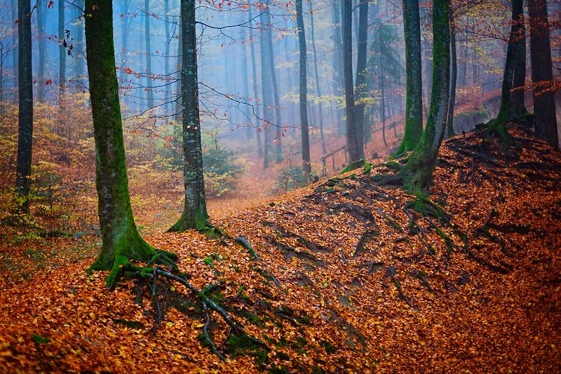 Осенний лесphoto preview