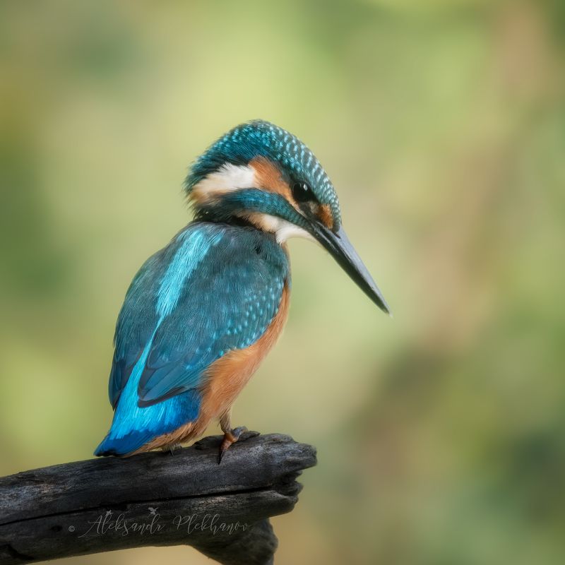 крупный, план, wildlife, kingfisher, island, зимородок Зимородок , крупный планphoto preview