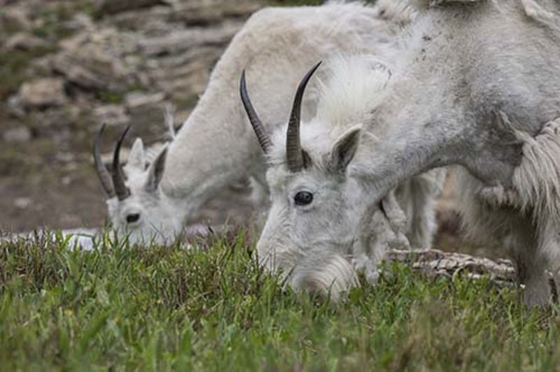 Glacier National Park U.S.A Alpiane Goatphoto preview