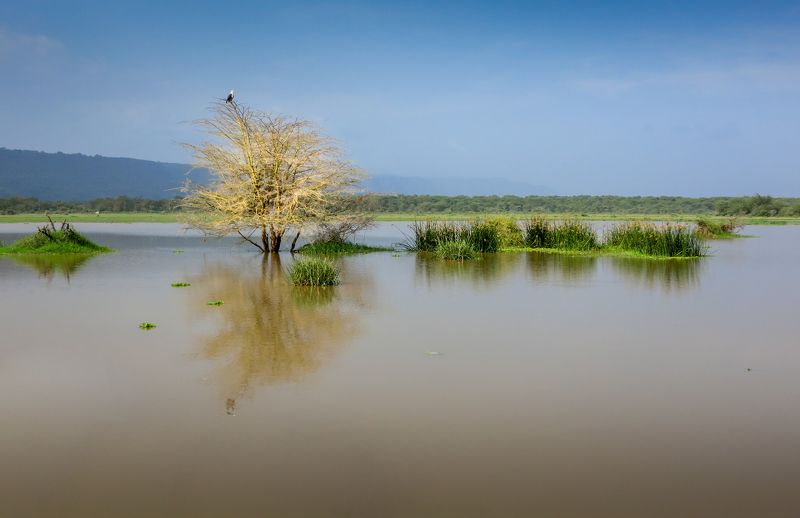 танзания, нд, озеро, маньяра, африка, tanzania, lake, manyara, africa, africa нд Озер Маньяра/ Manyara Lakephoto preview