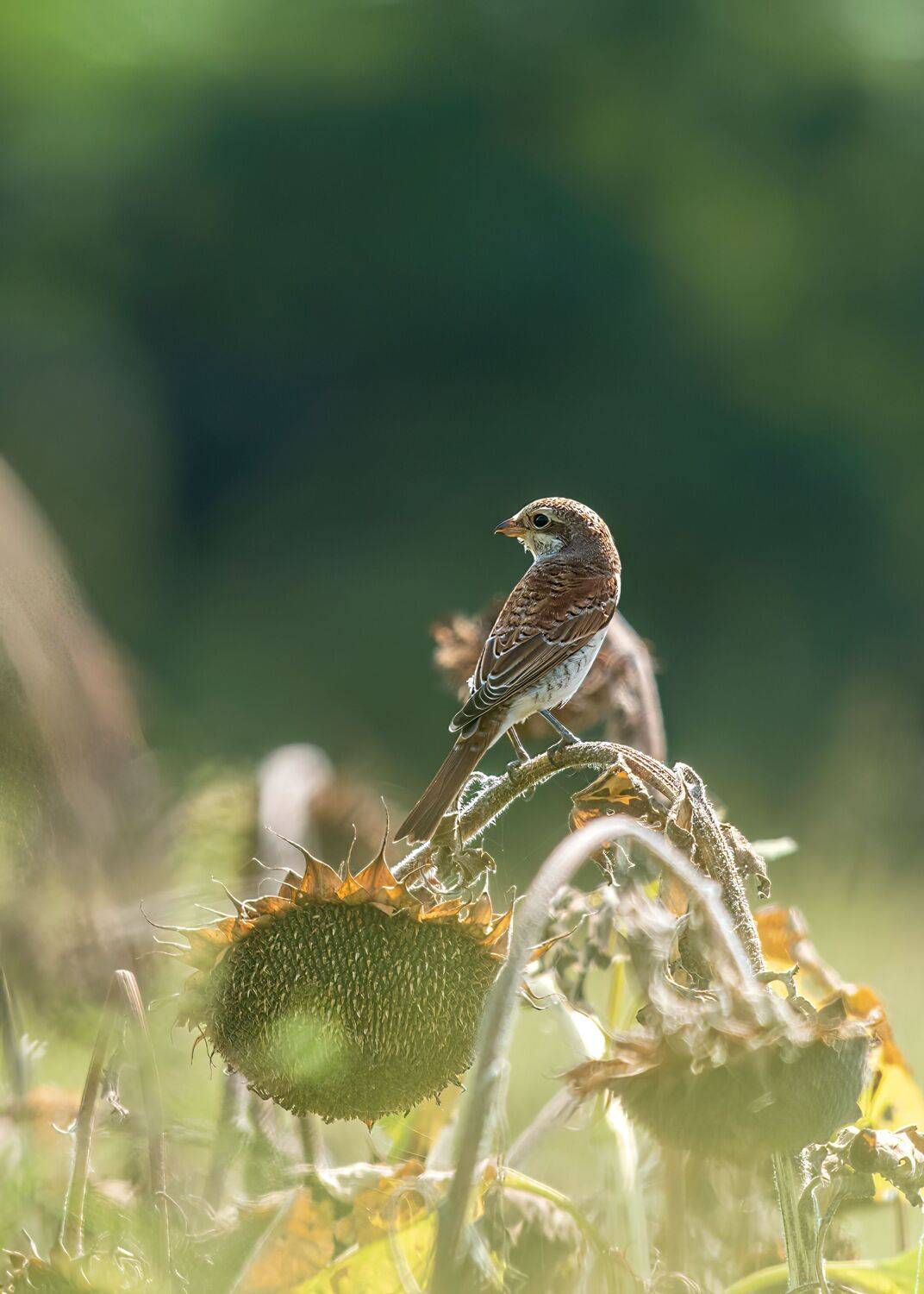 сорокопут-жулан, Алексей Рыльский