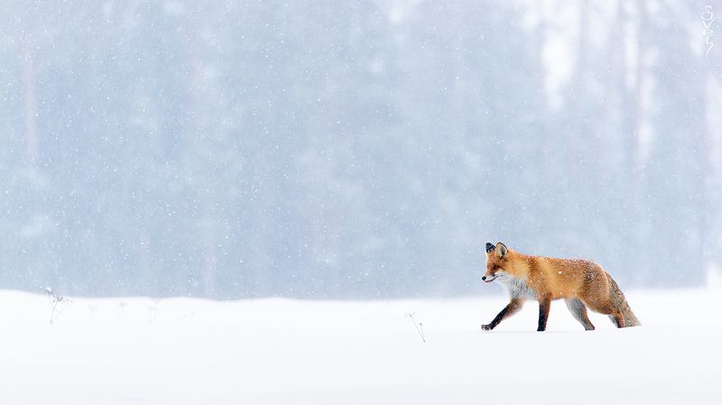 лиса, зима, снег мягкой поступьюphoto preview