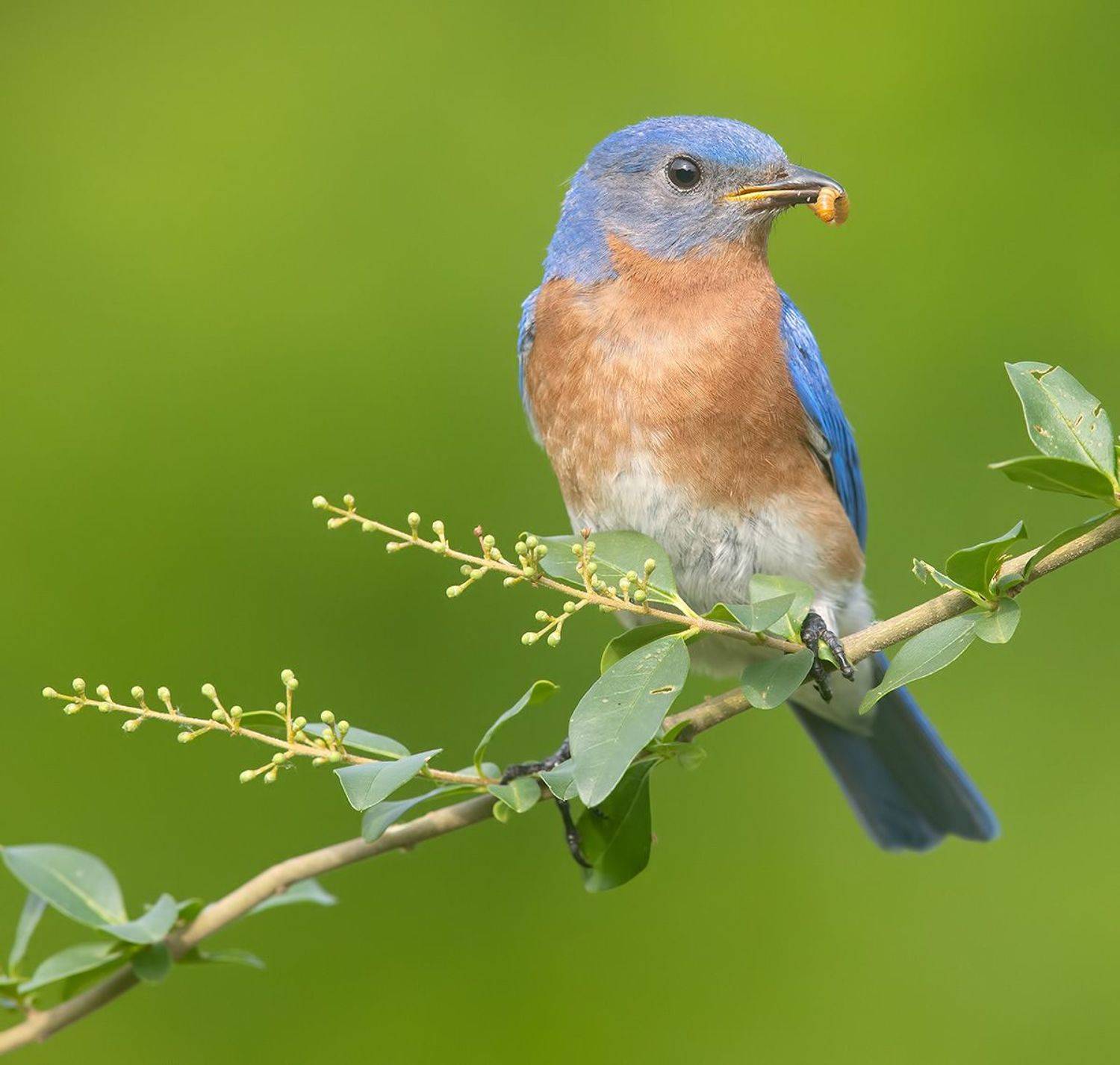 восточная сиалия, eastern bluebird, bluebird, Etkind Elizabeth