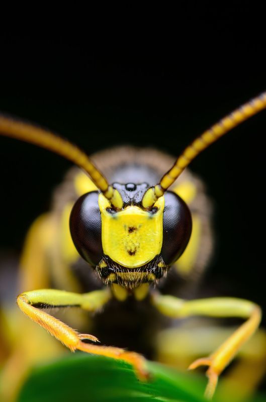 оса, наездник, макро photo preview