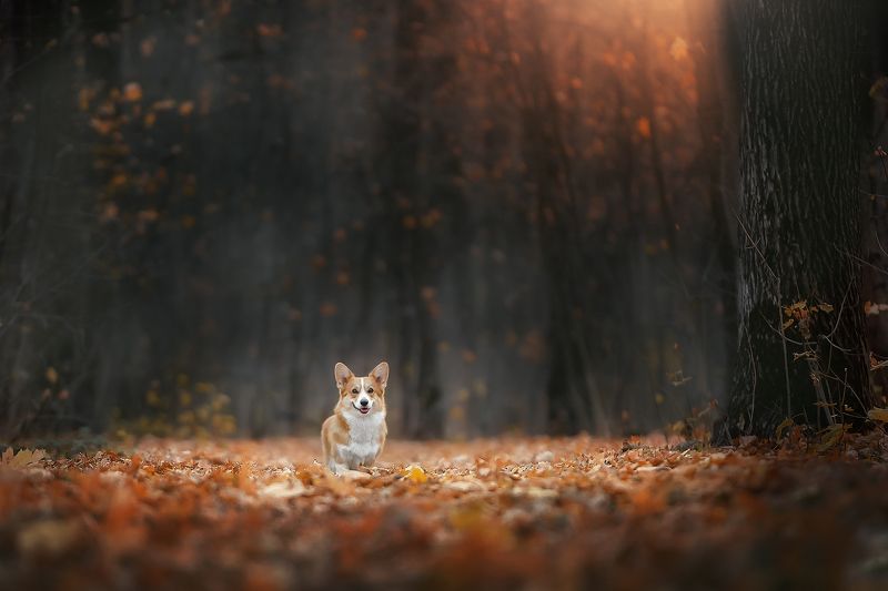 Корги Домашние животные Собаки Осень Коргиphoto preview