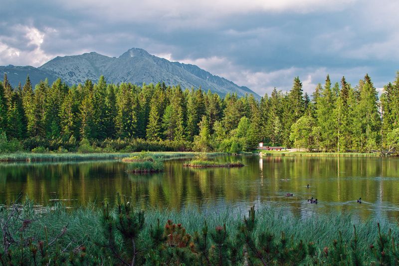 Штребске плесоphoto preview