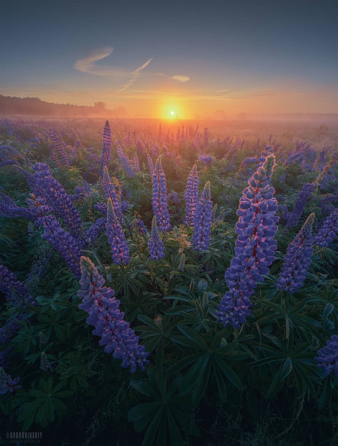 люпины, рассвет, цветы, лето, туман, Дубровинский Михаил