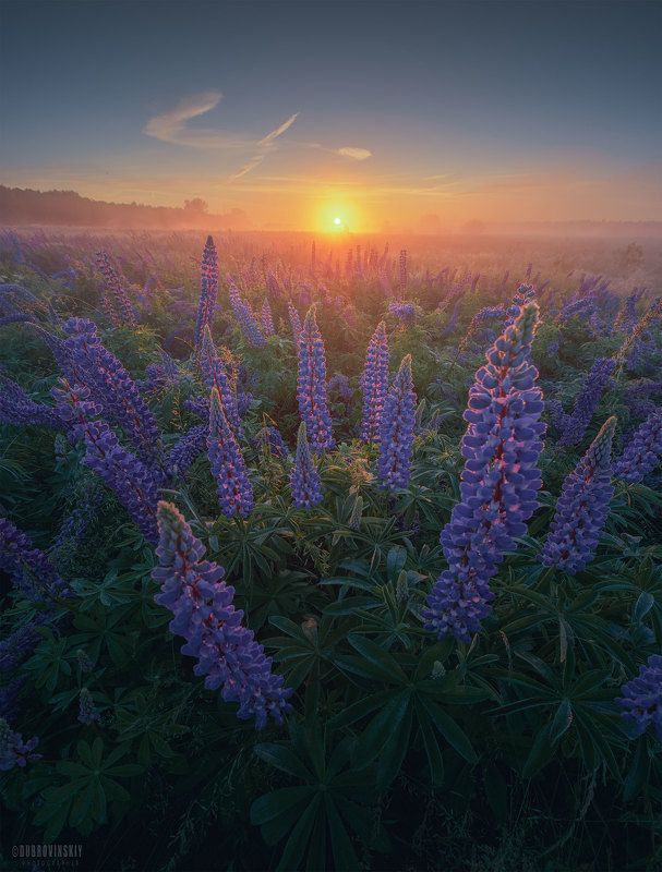 люпины, рассвет, цветы, лето, туман Про люпины фото превью