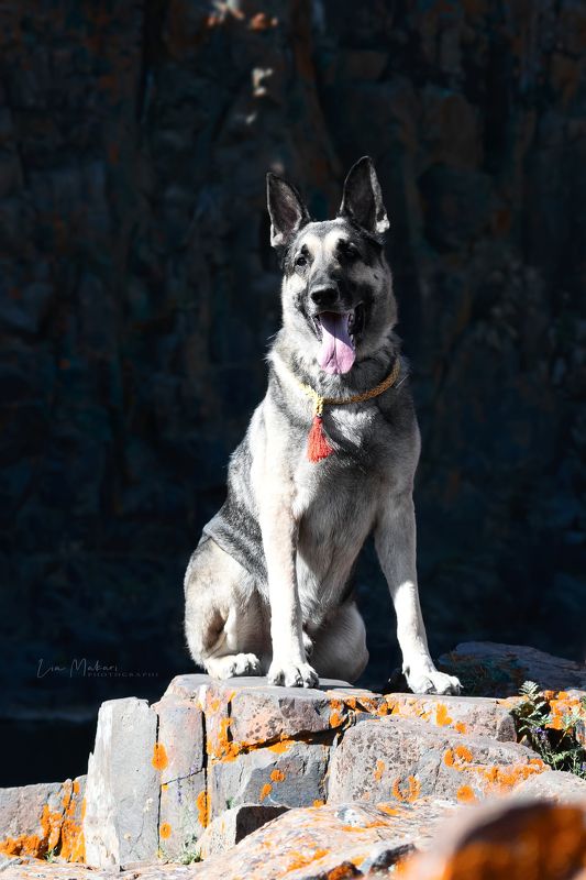 Собака, овчарка, восточная овчарка, sheepdog, dog Серенькийphoto preview