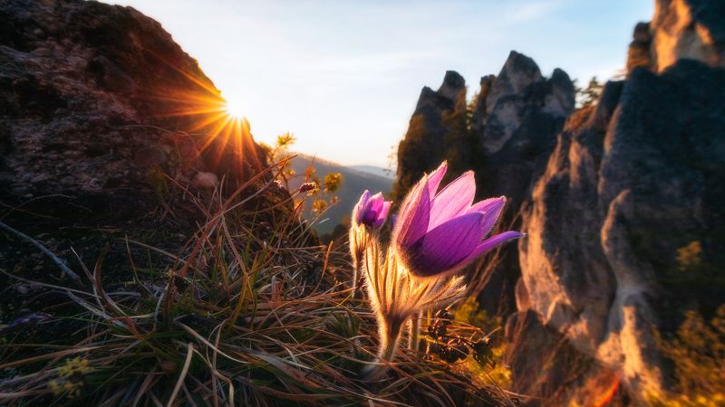 Flower Poniklec photo preview