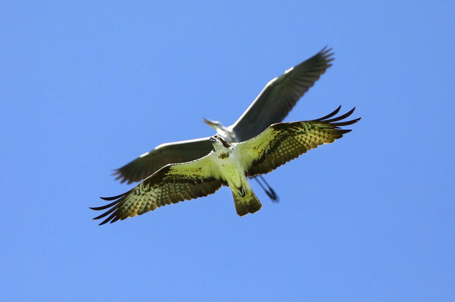 скопа.цапля, серая., Александр Гусар