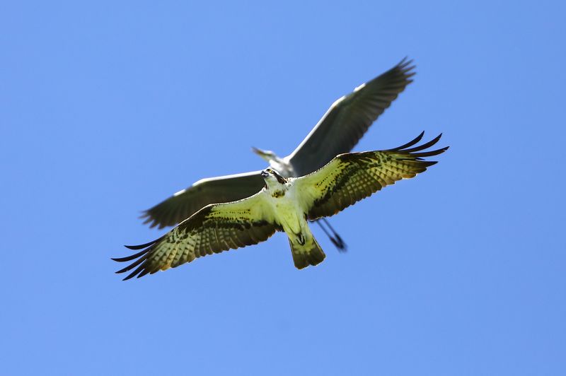 скопа.цапля, серая. Два эшелона.photo preview