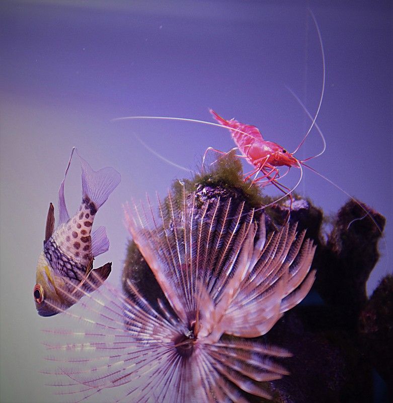 аквариум,креветка,рыбка Креветка и рыбкаphoto preview