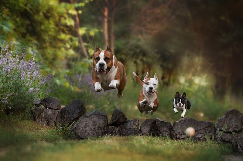 Домашние животные Собаки Движение Команда терьеровphoto preview