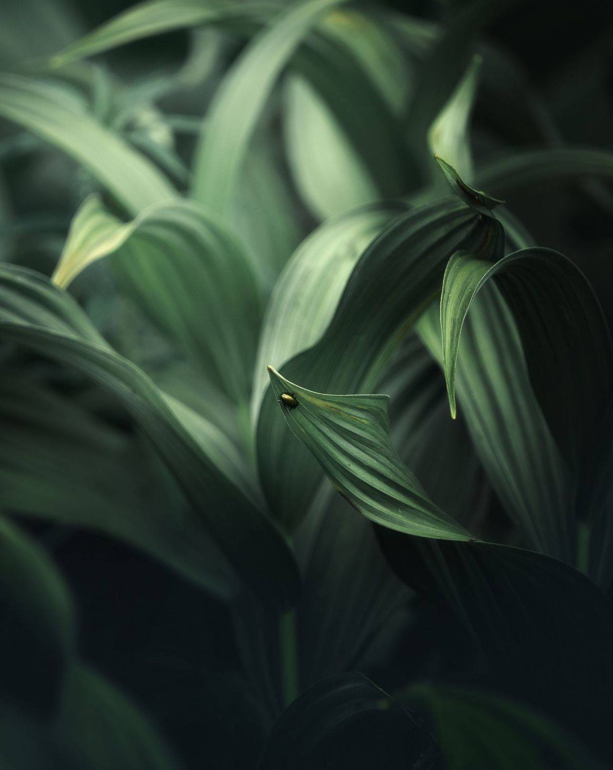 , Мозжухин Максим