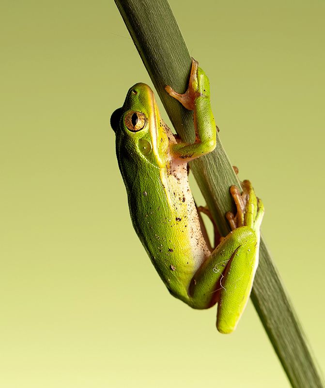 макро, квакша, лягушка, frog,  macro, земноводные Квакша. Frog. Hylidae - Зеленая североамериканская Квакшаphoto preview