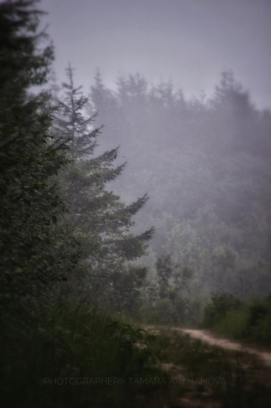 В лесуphoto preview