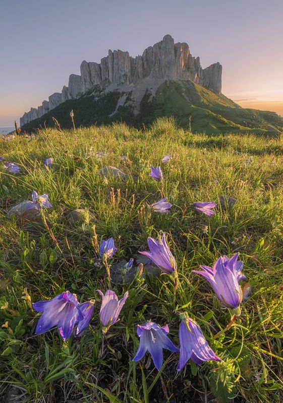 западный кавказ, большой тхач, альпика, колокольчик, рассвет, июнь Альпийский колокольчикphoto preview