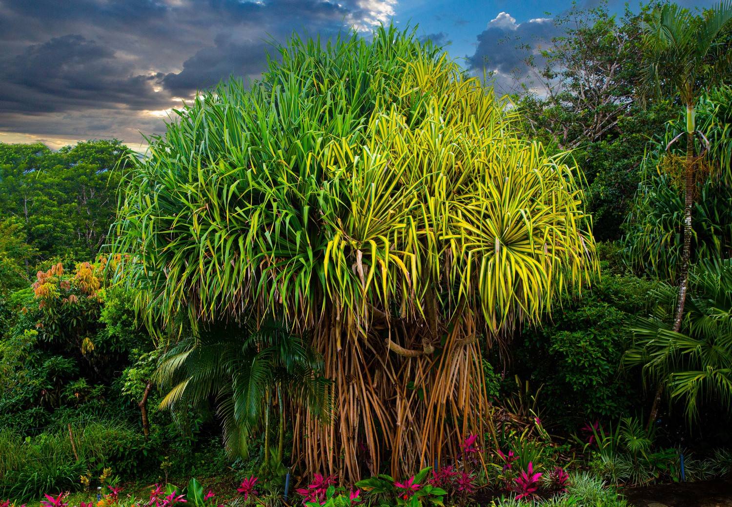 Панданус Вейча. Коста-Рика. Автор: Назаров Александр , Назаров Александр