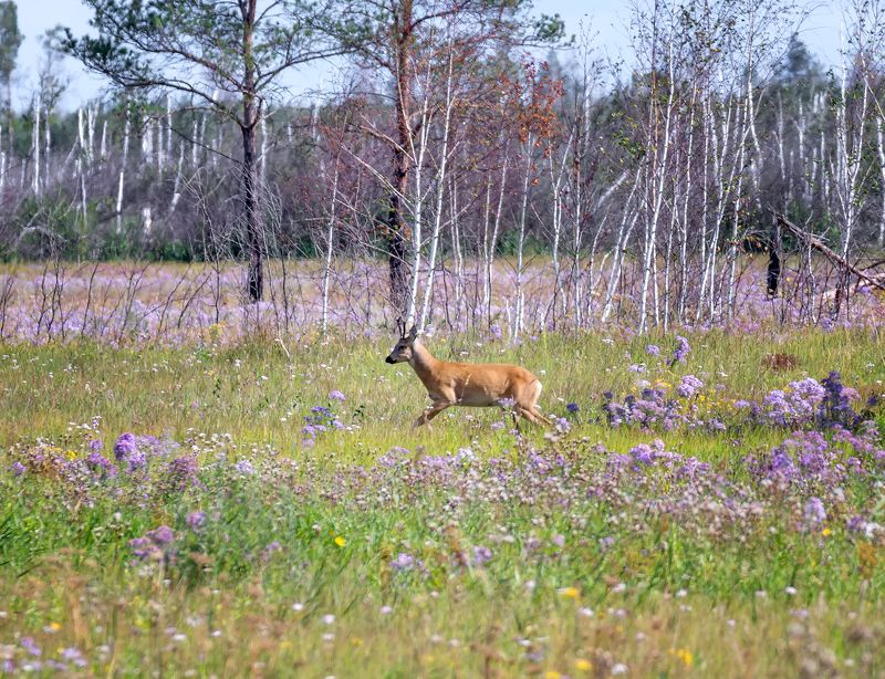 косуля, природа, цветы, лес, среди цветов..photo preview