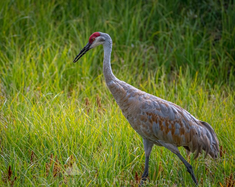 Sandhill Crane photo preview