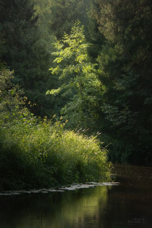 линдуловская роща, рощино, река рощинка, красивые места ленинградской области, карельский перешеек, магия леса, волшебный лес, северный лес, лето в лесу, зелёный лес, волшебный ручей, пригороды петербурга, заказники ленинградской области Линдуловская роща - осязаемый светphoto preview