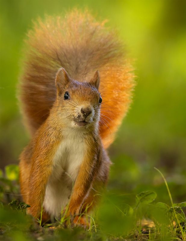 Squirrelphoto preview