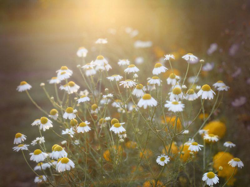 Осенние ромашкиphoto preview