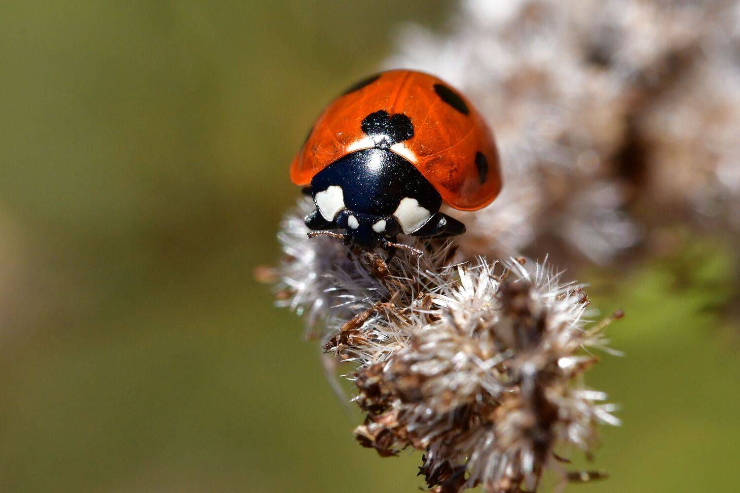 Автор: Корнейчук Игорь , Корнейчук Игорь