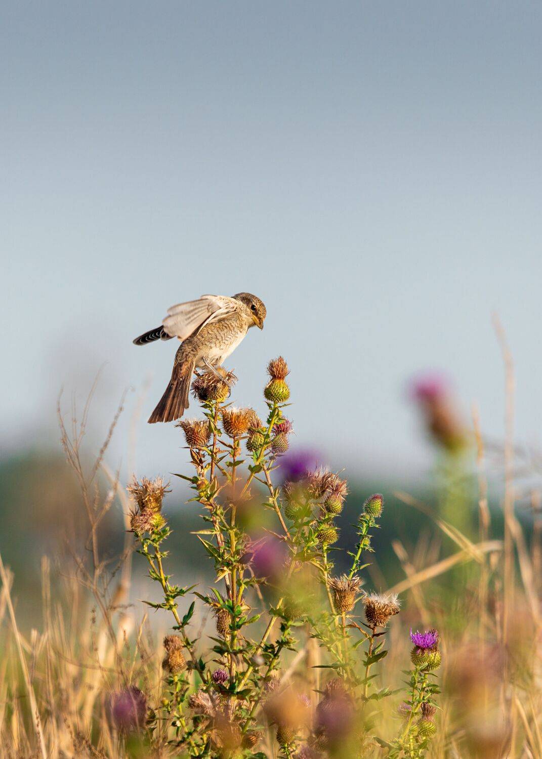 Первые полёты. Автор: Алексей Рыльский поле, сорокопут-жулан, слеток, Алексей Рыльский