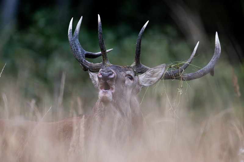 Briedisphoto preview