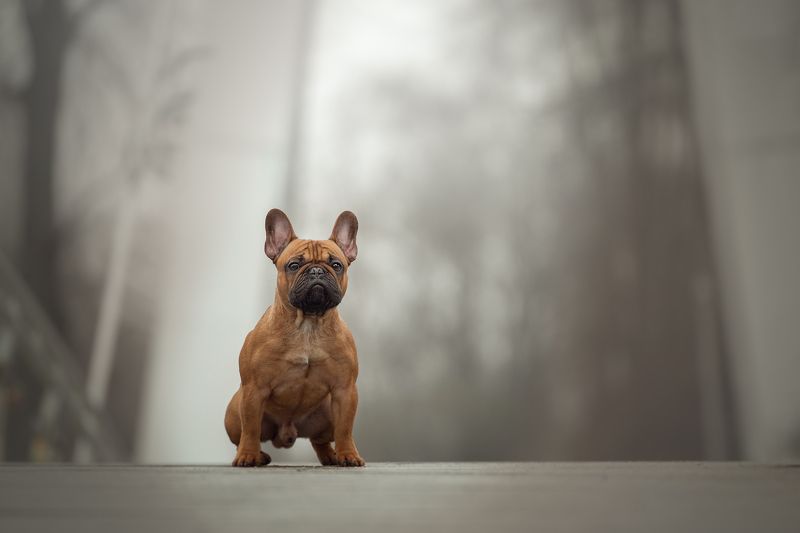 Домашние животные Собаки Французский бульдог Француз в тумане)))photo preview