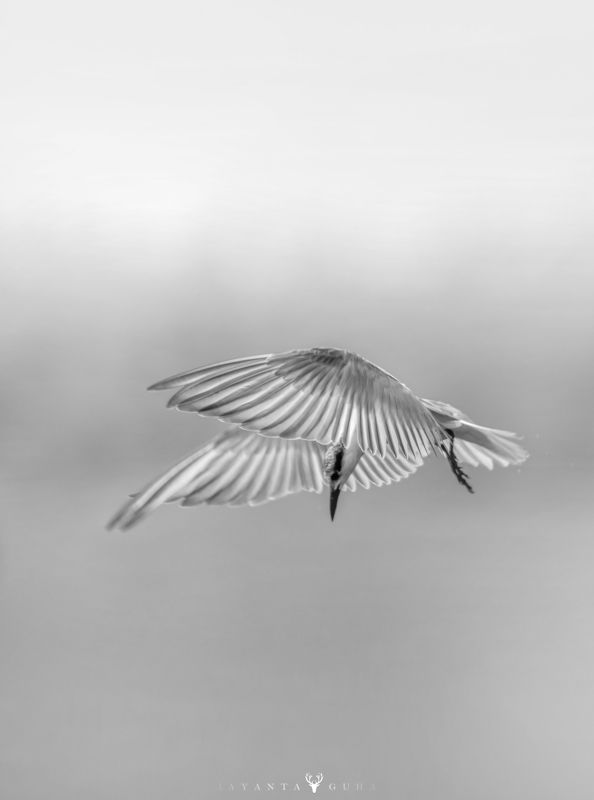 wildlife, art, nature, wild, bird, animal, monochrome White Beauty Ternphoto preview