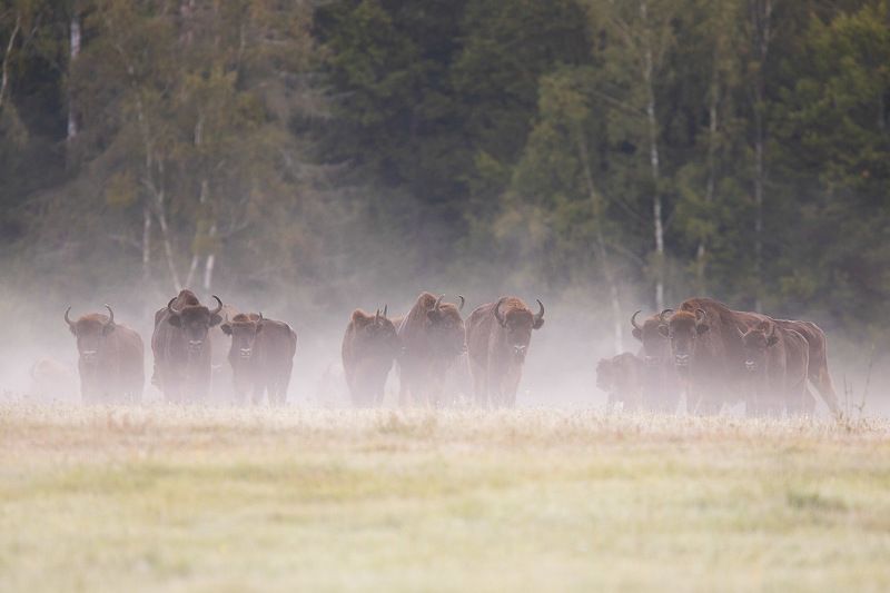 ssaki,las,przyroda,żubry,fauna,mgła,natura Żubryphoto preview
