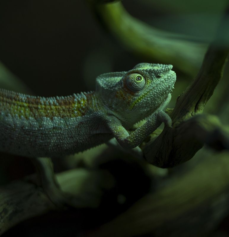 Хамелеон Гляжу я на небоphoto preview