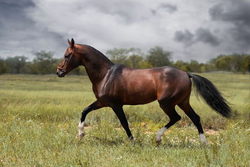 лошадь, ахалтекинец, лошади, поле, галоп, horse, ahalteke Гайсакphoto preview