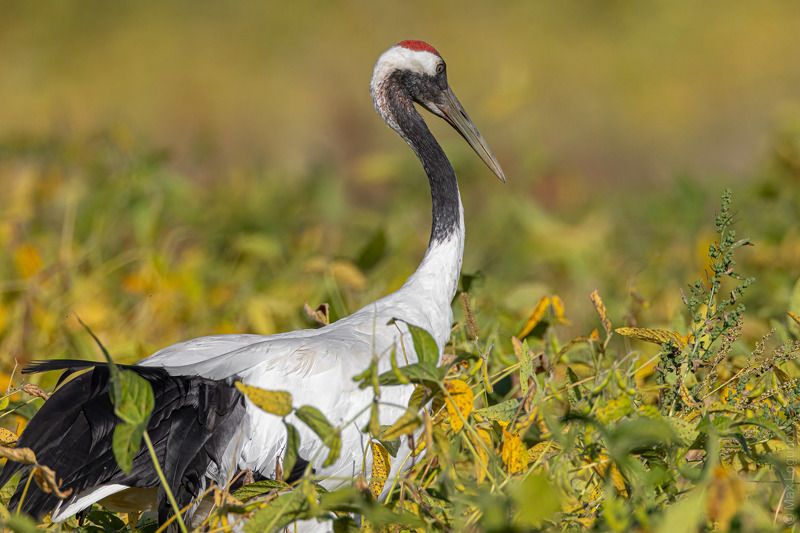 Краснокнижный Японский журавль кормится на соевом поле в Амурской области.photo preview