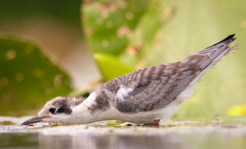 крачка, птенец, фотоохота, птица, birds, хотча Птенец черной крачки пьет водуphoto preview