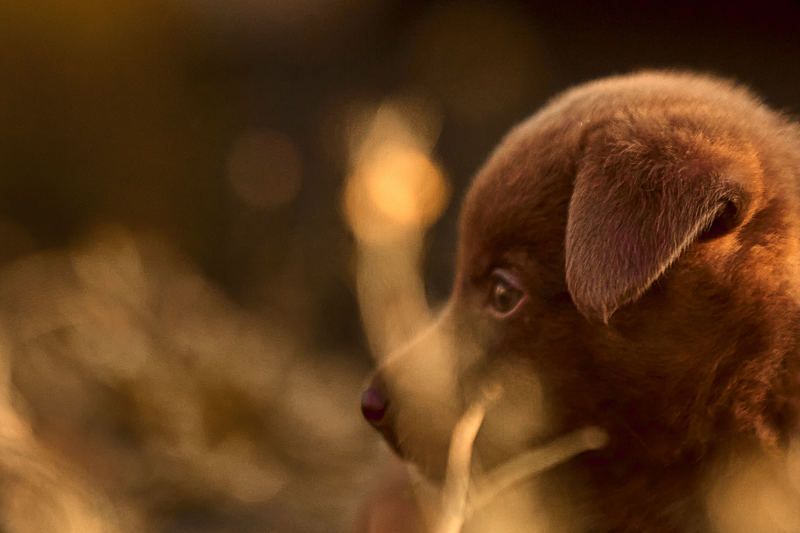 собаки, щенки Барбоскиныphoto preview