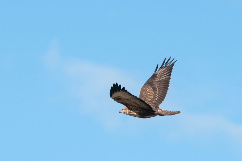 Канюкphoto preview