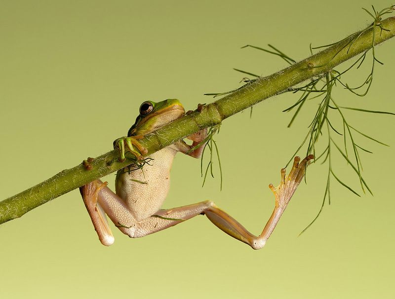 макро, квакша, лягушка, frog,  macro, земноводные Frog. Hylidae - Зеленая североамериканская Квакшаphoto preview