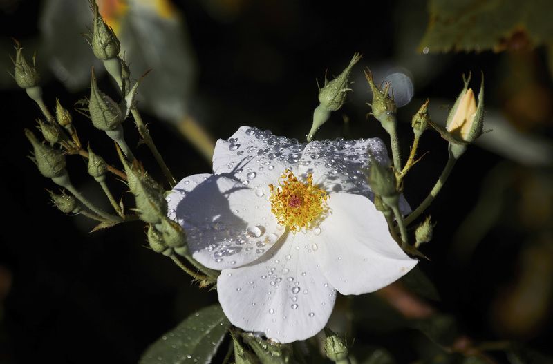Мускусная роза - Сали Холмс, ароматная красавица… Мой Сад! Москваphoto preview