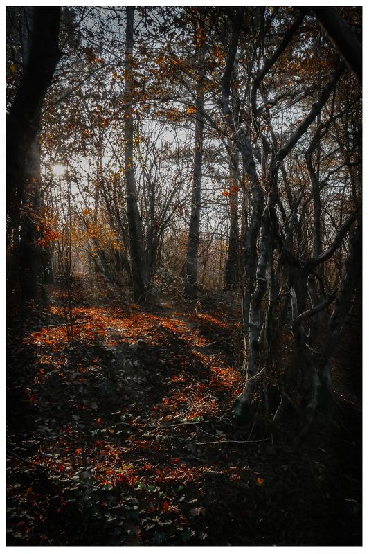 Autumn, осень, лес Magic of autumn photo preview