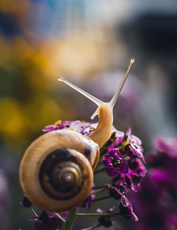 улитка, макро, моллюск, природа photo preview