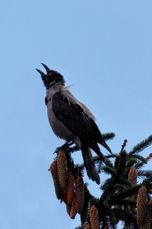 песня про осеньphoto preview