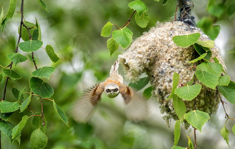 птица, ремез, гнездо, заботы, ремез..photo preview