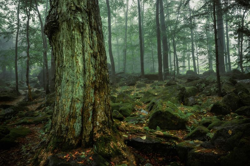 forest, trees, park, fog, rain, magic, rocks, green, summer, landscape Giant in the fogphoto preview